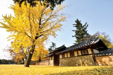 Ginkgo History: Gilded Fossil Trees